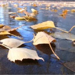 Fijnmazig Vijvernet 6 × 5 Meter -Goedkope Kruiden Zaden Winkel fijnmazig vijvernet 6 x 5 meter 1541778382 1 600