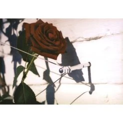 Geleidingssysteem Voor Klimplanten Palissa -Goedkope Kruiden Zaden Winkel geleidingssysteem voor klimplanten 1601382137 3 600