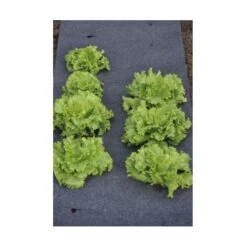 Gronddoek Vilt Met Openingen Voor Sla En Bonen - 60 Cm × 5 M -Goedkope Kruiden Zaden Winkel gronddoek voor sla en bonen 60 cm x 5 m 1513845998 3 600