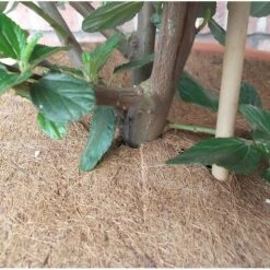 Jute Afdekring - Ø 37 Cm -Goedkope Kruiden Zaden Winkel jute afdekring 37 cm 1484065592 4 600