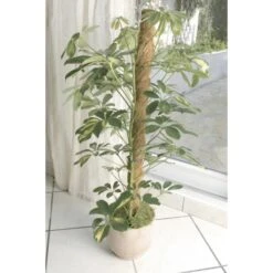 Kokos Kamerplantensteun - Plantstok Ø45 Mm × 1,2 M -Goedkope Kruiden Zaden Winkel kokos plantstok 45 mm x 12 m 1622716785 4 600