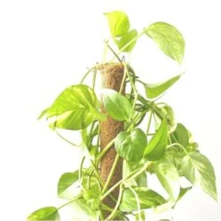 Kokos Kamerplantensteun - Plantstok Ø 45 Mm × 1,5 M -Goedkope Kruiden Zaden Winkel kokos plantstok 45 mm x 15 m 1622714996 4 600