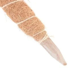 Kokos Kamerplantensteun - Plantstok Ø45 Mm × 0,6 M 3 Kokos Kamerplantensteun - Plantstok Ø45 Mm × 0,6 M -Goedkope Kruiden Zaden Winkel kokos plantstok 45 mm x 60 cm 1622717209 2 600