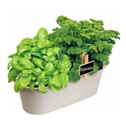 Kweekset Basilicum En Peterselie -Goedkope Kruiden Zaden Winkel kweekset basilicum en peterselie 1626957512 2 600