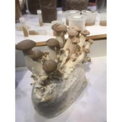 Kweekset 7,5 Liter Koningsoesterzwam -Goedkope Kruiden Zaden Winkel kweekset koningsoesterzwam 75 l 1486031844 1 600