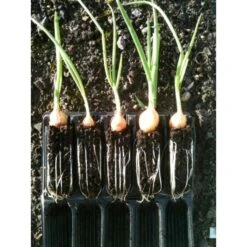 Kweektray Compact Rapid Root - 20 Cellen -Goedkope Kruiden Zaden Winkel kweektray rapid root 20 cellen 1487680721 0 600