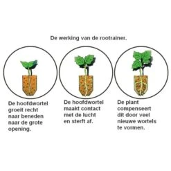 Kweektray Rapid Roots - 32 Cellen 7 Kweektray Rapid Roots - 32 Cellen -Goedkope Kruiden Zaden Winkel kweektray rapid roots 32 cellen 1487680788 0 600