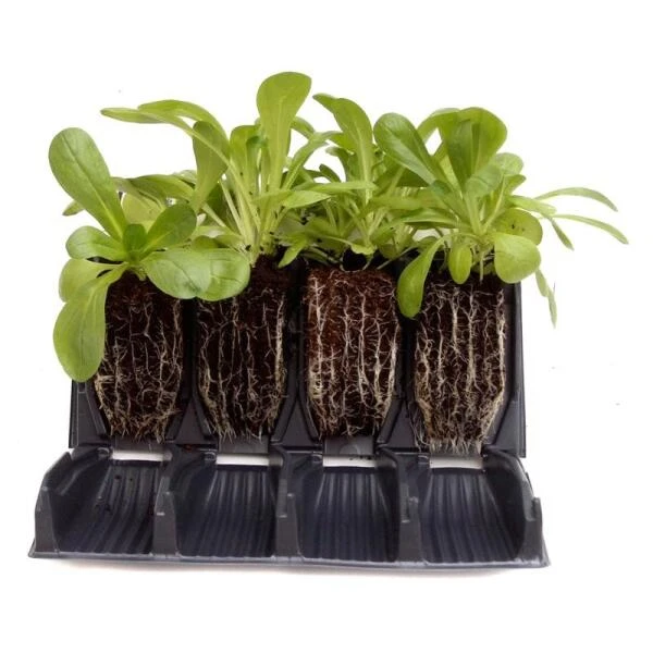 Kweektray Rapid Roots - 32 Cellen 4 Kweektray Rapid Roots - 32 Cellen - Afbeelding 4