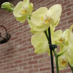 Orchideeënclips - Set Van 10 Stuks -Goedkope Kruiden Zaden Winkel orchideenclips 1487329046 0 600