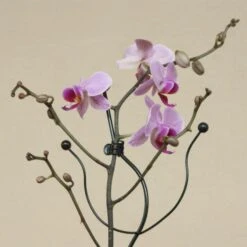 Orchideeënsteun -Goedkope Kruiden Zaden Winkel orchideensteun 1484052768 4 600