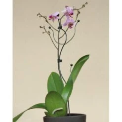 Orchideeënsteun -Goedkope Kruiden Zaden Winkel orchideensteun 1484052768 5 600