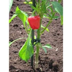 Plantenbinder - Rubber 18 Cm Groen - Set Van 15 Stuks -Goedkope Kruiden Zaden Winkel plantenbinder rubber 18 cm groen 1672759364 3 600