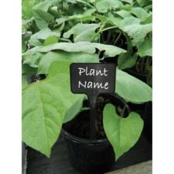 Plantenbordjes Zwart Kunststof - 14 Cm - Set Van 10 Stuks -Goedkope Kruiden Zaden Winkel plantenbordjes zwart 14 cm 1608552375 2 600