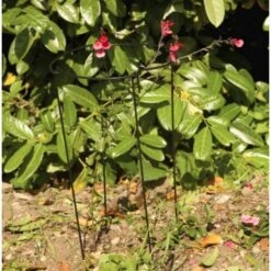 Plantensteun Rond 20 × 50 Cm -Goedkope Kruiden Zaden Winkel plantensteun rond 20 x 50 cm 1518783450 1 600