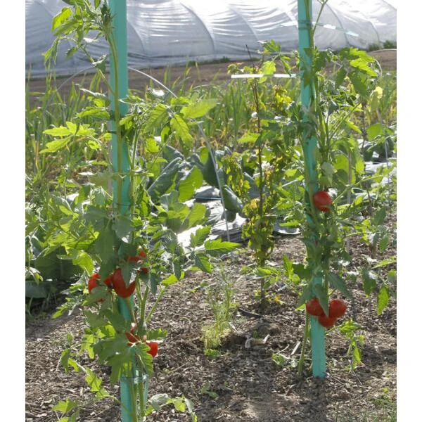 Plantensteun Voor Tomaten Met Waterreserve - 150 Cm 2 Plantensteun Voor Tomaten Met Waterreserve - 150 Cm - Afbeelding 2