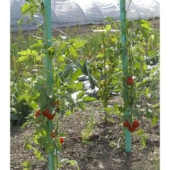 Plantensteun Voor Tomaten Met Waterreserve - 180 Cm 5 Plantensteun Voor Tomaten Met Waterreserve - 180 Cm -Goedkope Kruiden Zaden Winkel plantsteun voor tomaten met waterreserve 1m80 1602162795 2 600