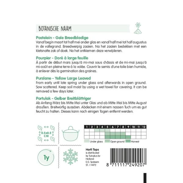 Postelein Gele Breedbladige - Portulaca Oleracea 2 Postelein Gele Breedbladige - Portulaca Oleracea - Afbeelding 2