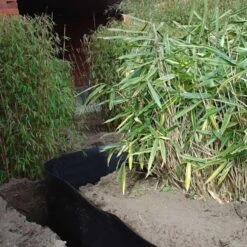 Rootblock Professionele Wortelwering 60 Cm Hoog - / Strekkende Meter -Goedkope Kruiden Zaden Winkel rootblock professionele wortelwering 1552733360 3 600