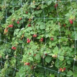 Klimgaas Erwten En Bonen 2m × 10 M -Goedkope Kruiden Zaden Winkel steungaas klimgaas 2 x 10 meter 1553367633 1 600