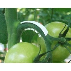 Tomaten Trossteun Wit - Set Van 100 Stuks -Goedkope Kruiden Zaden Winkel tomatentrossteunen 1484056718 3 600