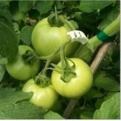 Tomaten Trossteun Wit - Set Van 100 Stuks -Goedkope Kruiden Zaden Winkel tomatentrossteunen 1484056718 4 600