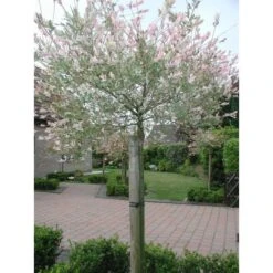 Tree-fix Boombinder 23 Cm - Set Van 20 Stuks -Goedkope Kruiden Zaden Winkel treefix boombinder 23 cm 1547127699 1 600