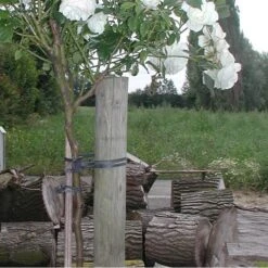 Tree-fix Boombinder 23 Cm - Set Van 20 Stuks -Goedkope Kruiden Zaden Winkel treefix boombinder 23 cm 1547127699 2 600