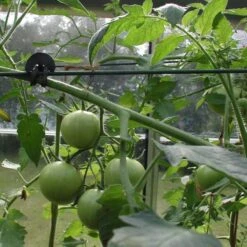 Tree-fix Boombinder 8 Cm - Set Van 50 Stuks -Goedkope Kruiden Zaden Winkel treefix boombinder 8 cm 1547125995 3 600