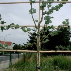 Tree-fix Boombinder 8 Cm - Set Van 50 Stuks -Goedkope Kruiden Zaden Winkel treefix boombinder 8 cm 1547134388 1 600